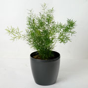 Asparagus de Sprenger + Cache pot Anthracite /